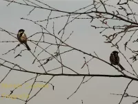 Foto: Rietgors [Emberiza schoeniclus] Vockestaert Schiedam 